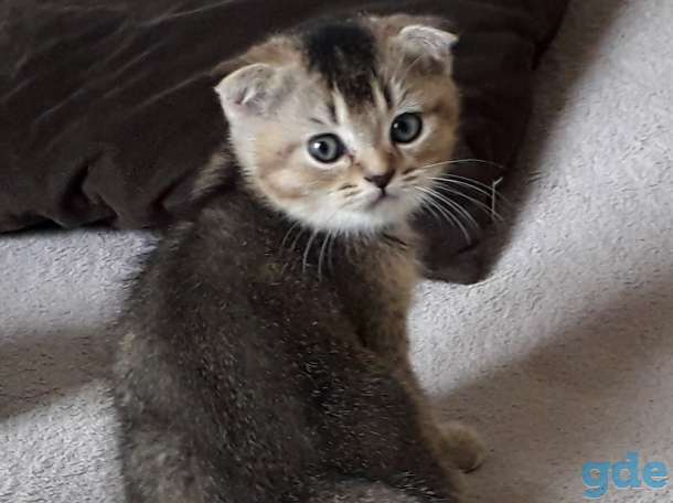 Шотландские котята, фотография 1