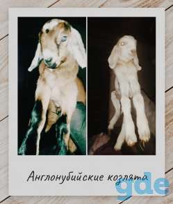 Англонубийские козлята, фотография 1