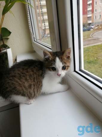 Котенок ищет дом, фотография 1