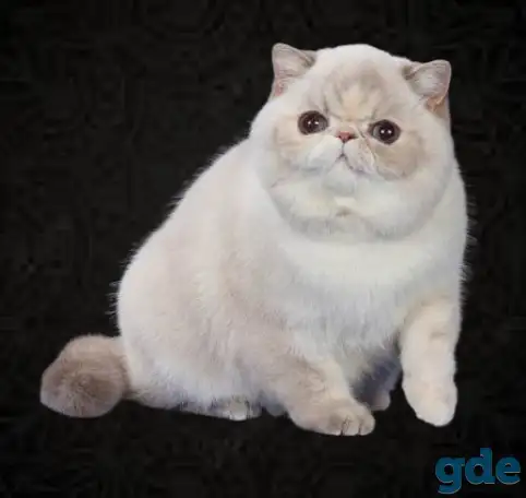 котёнок экзот, фотография 3