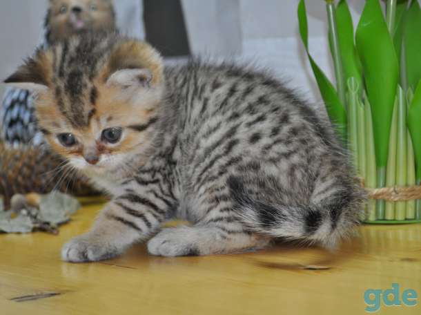 Шотландские котята, фотография 2