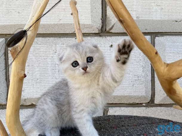 Шотландские котята, фотография 3