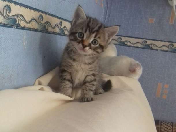 дарю котят, фотография 2