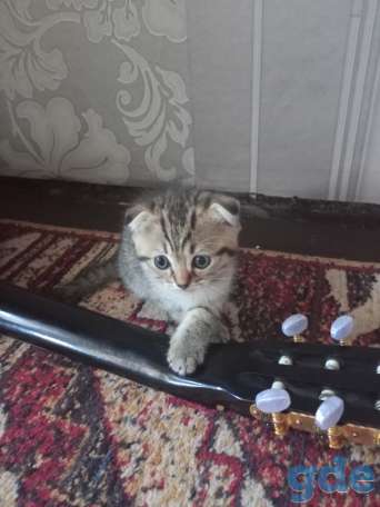 Красивые котята, фотография 2
