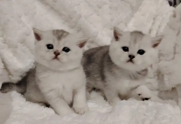 Шотландские котята., фотография 2