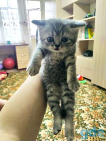 Шотландские котята, фотография 5