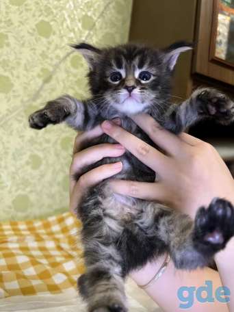 кошка мейн кун, фотография 13