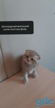 Шотландский вислоухий котик, фотография 2
