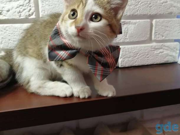 Котенок в добрые, ответственные руки!, фотография 3