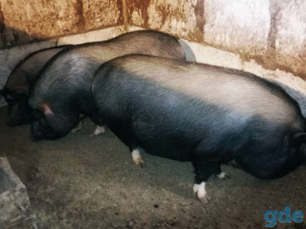 продам свиней, фотография 2