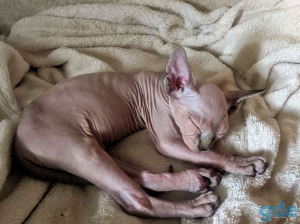 Котенок канадского сфинкса, фотография 3