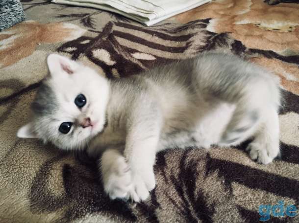 Шотландские котята, фотография 4
