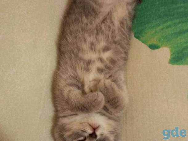 Продам шот. Котиков, фотография 1