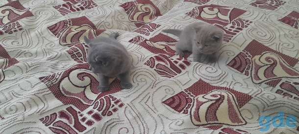 Британские котята, фотография 4