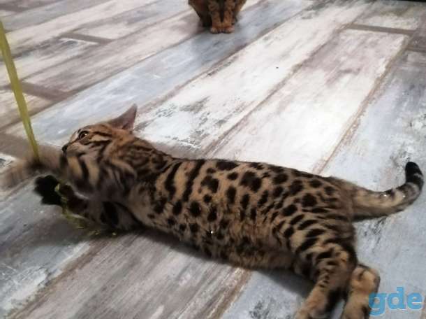 Котята бенгальские, фотография 9