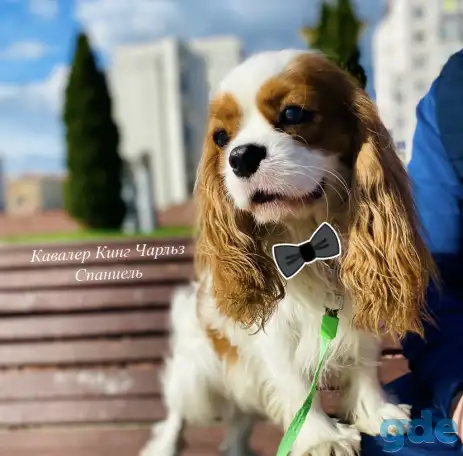 Вязка Кавалер Кинг Чарльз Спаниель, фотография 3