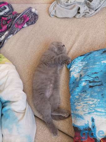 Котята, фотография 3