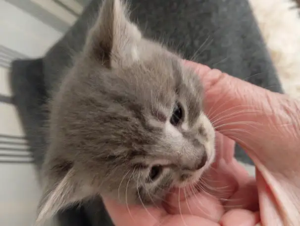 Отдам котят в добрые руки, фотография 2