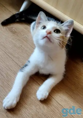 Котёнок ищет дом!, фотография 7