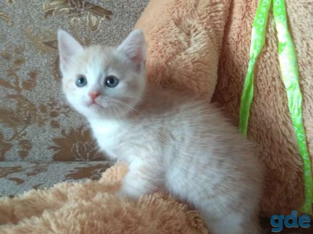 Британские котята, фотография 9