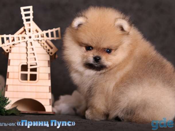 померанский шпиц щенки, фотография 3