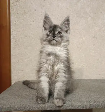 Девочка мейн-кун, фотография 2