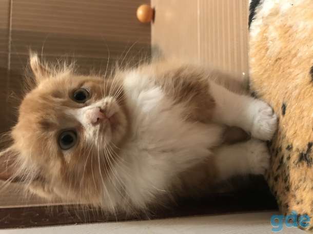 Котёнок рыжий, фотография 9