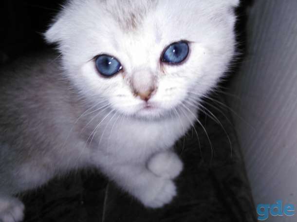 Продать котят, фотография 1