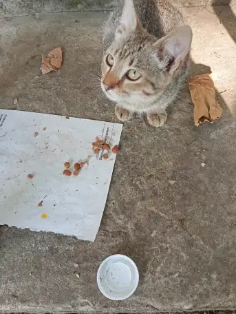 Котенок в дар, фотография 9