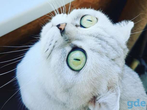 Шотландские котята, фотография 12