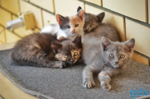 Милые котята, хотят найти любящего хозяина., фотография 6