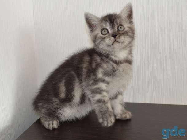 Шотландский короткошёрстный мальчик, фотография 1