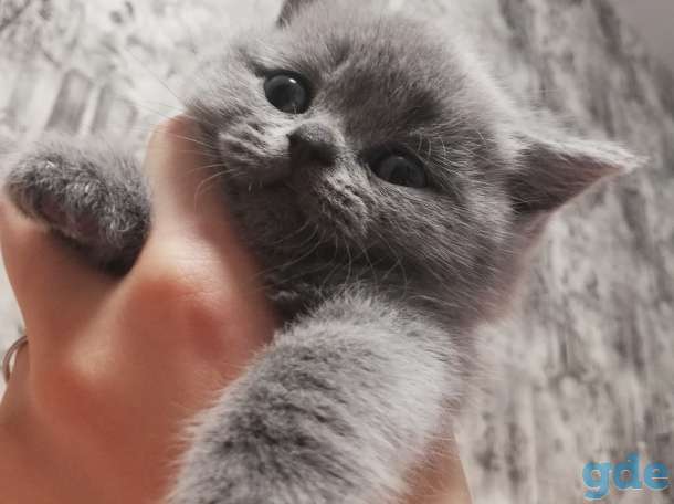 Продаю котят шотландской породы, фотография 7