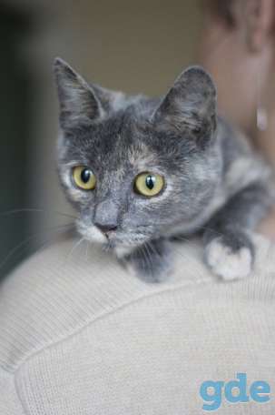 Котенок ищет дом, фотография 3