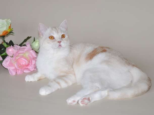 Шотландские кошечки и котики для вас., фотография 7