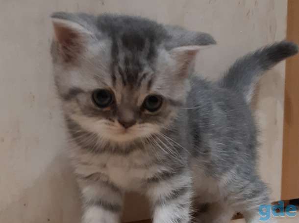 Шотландские котята, фотография 2