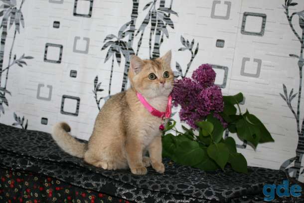 котята британские, фотография 6