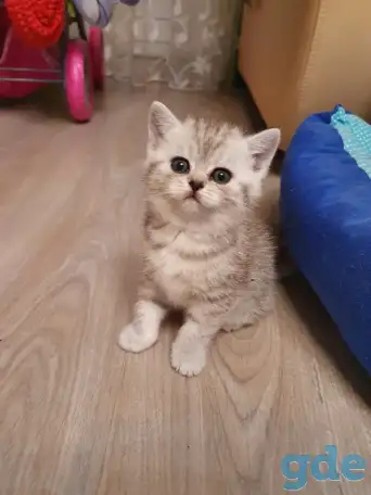 Котята, фотография 9