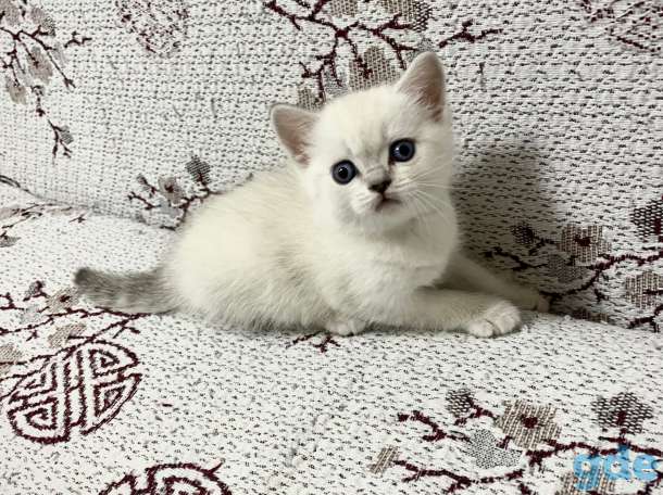 Чистокровные шотландские котята, фотография 4