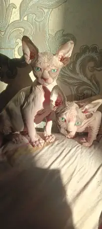 Котята канадского сфинкса, фотография 1