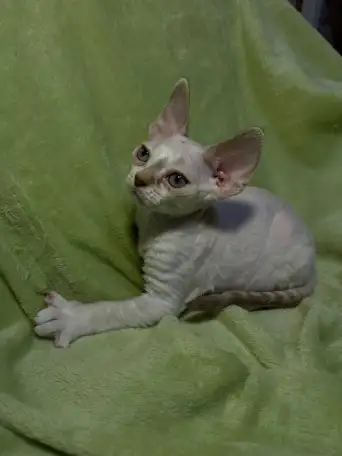 Котенок ДевонРекс, фотография 1