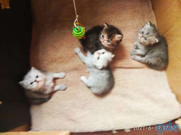 Персидские котята. Мальчики и девочка., фотография 4