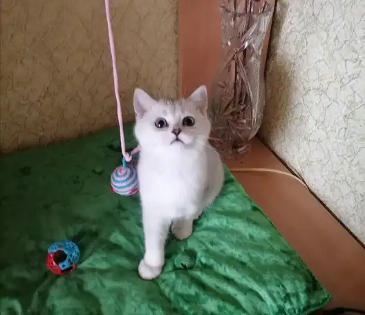 Британские котята, фотография 1
