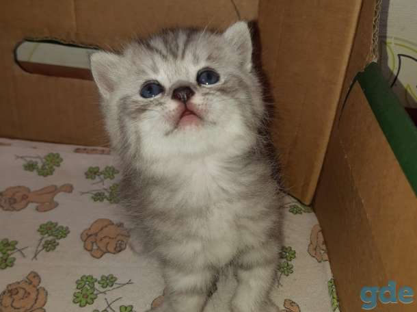Шотландские котята, фотография 4