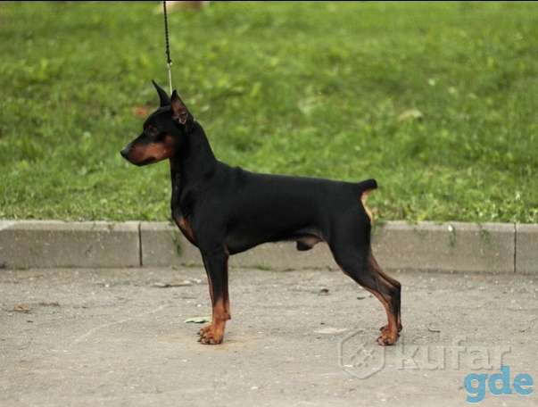 Цвергпинчер, фотография 3