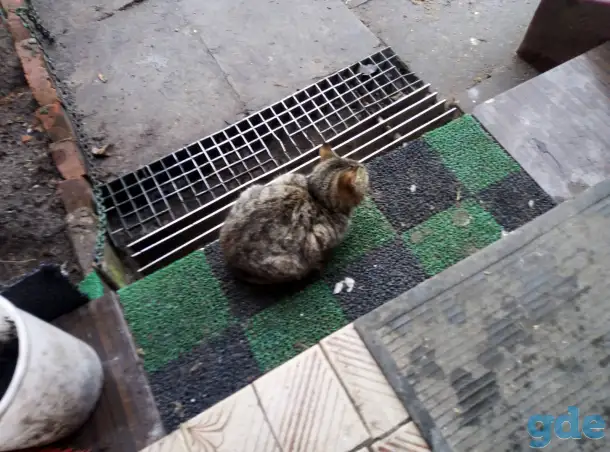 Котики в хорошие руки, фотография 1