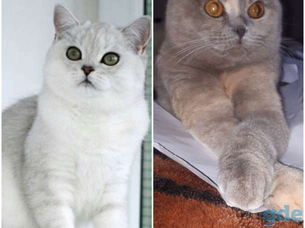 Шотландские вислоухие котята, фотография 2