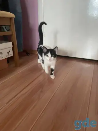 Сделайте свой дом теплее с милым котенком! ♥, фотография 2