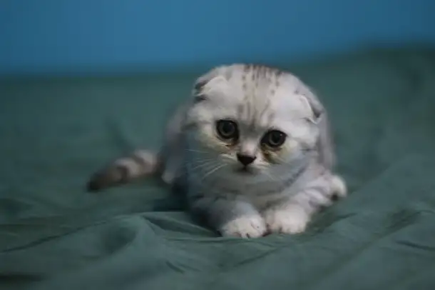 Шотландские котята, фотография 8