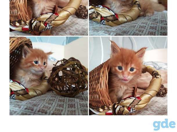Мейн-кун, котята, фотография 2